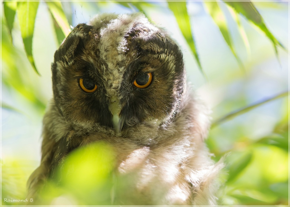 Skeptischer Blick