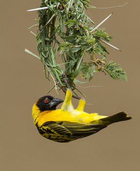 Webervogel beim Nestbau