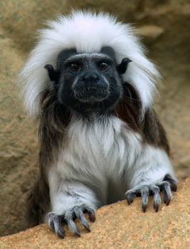 Lisztaeffchen