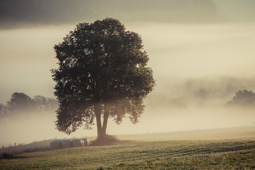 morgennebel