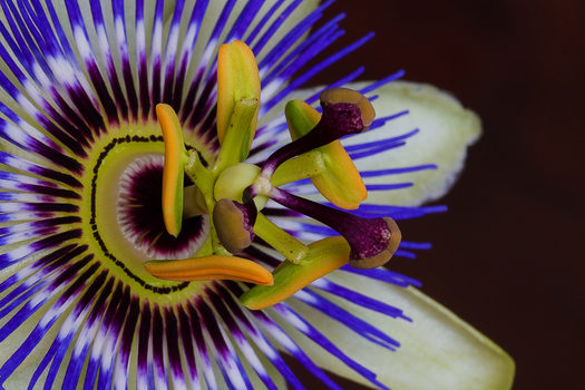 Passionsblume