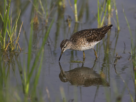 Bruchwasserläufer