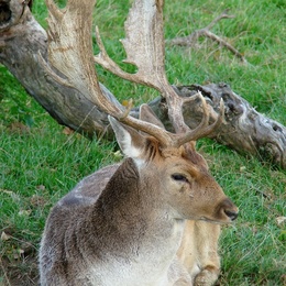 Damhirsch