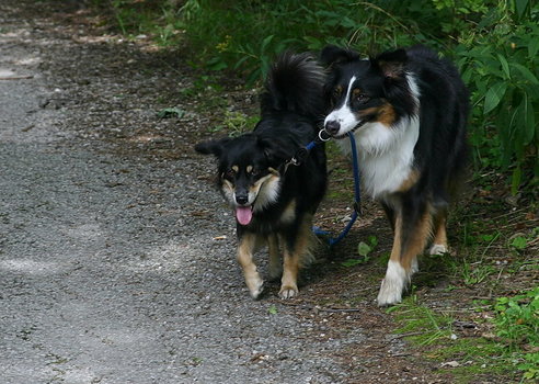 Hund führt Hund