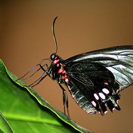 Schmetterling