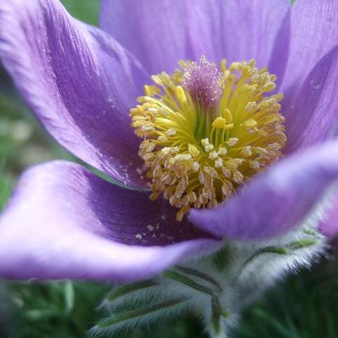 Pulsatilla vulgaris