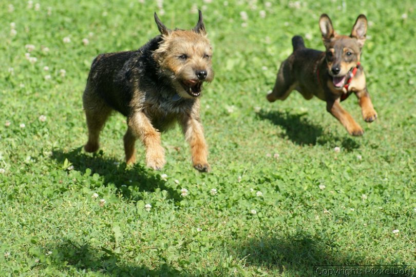 Mein Freund Chester und sein Freund Tino