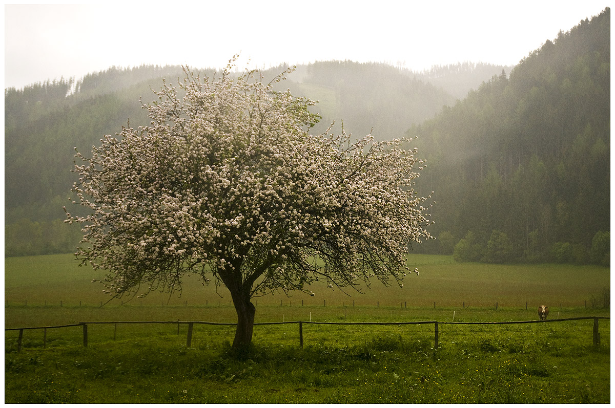 Apfelbaum