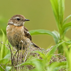 Schwarzkehlchen Weibchen