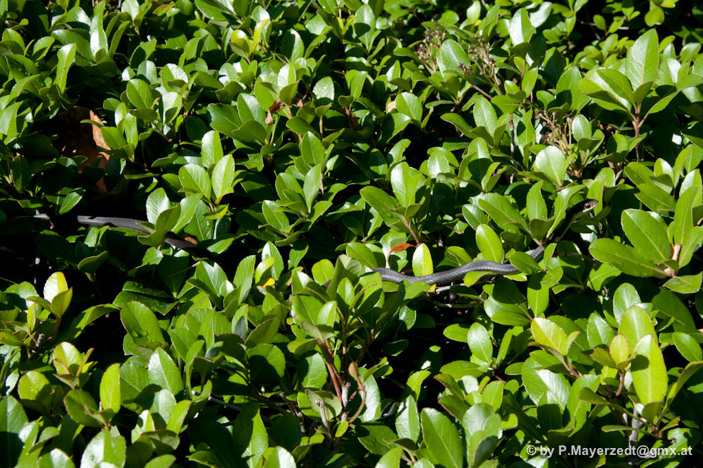 Suchbild Auflösung