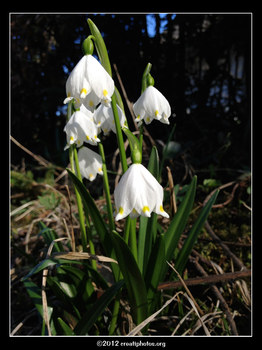 Frühlingsknotenblume