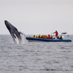 Island Whale watching vor Husavik