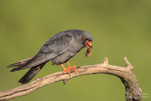 Red-footed Falcon