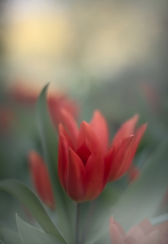 Tulpen