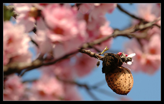 -Mandelbaumblüte (rosa)-