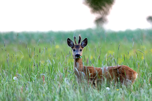 Um 20,30 Uhr, heute, wildlife.