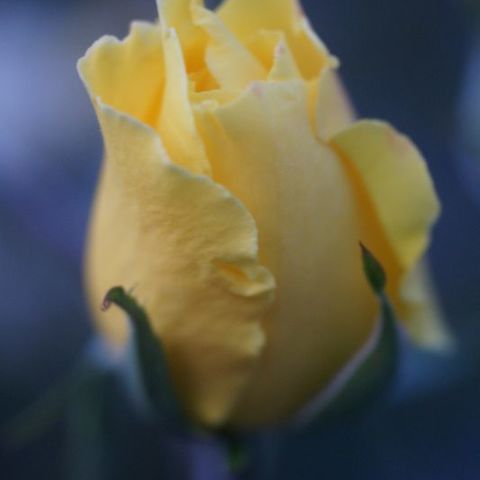 Image [0001]