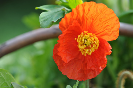 Mohnblume
