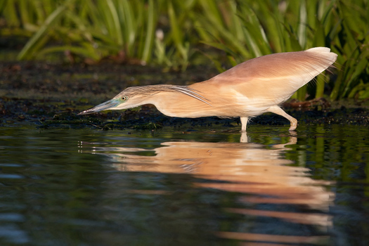 Auf der Jagd
