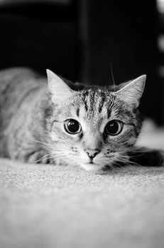 Katze-2