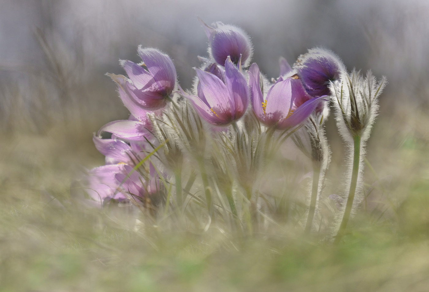 ganz viel Frühling...