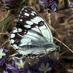 Melanargia lachesis