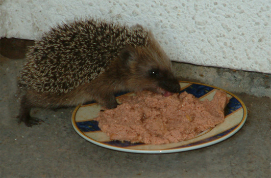 leckermäulchen