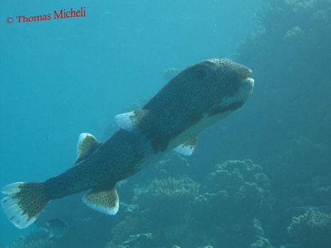 Igelfisch