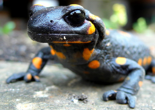 Feuersalamander