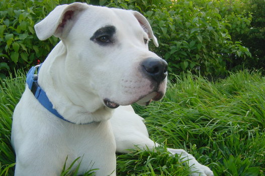 Santos