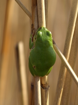 Wetterfrosch