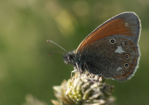 Rostfarbenes Wiesenvögelchen - Coenonympha glycerion