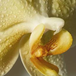 Orchidee
