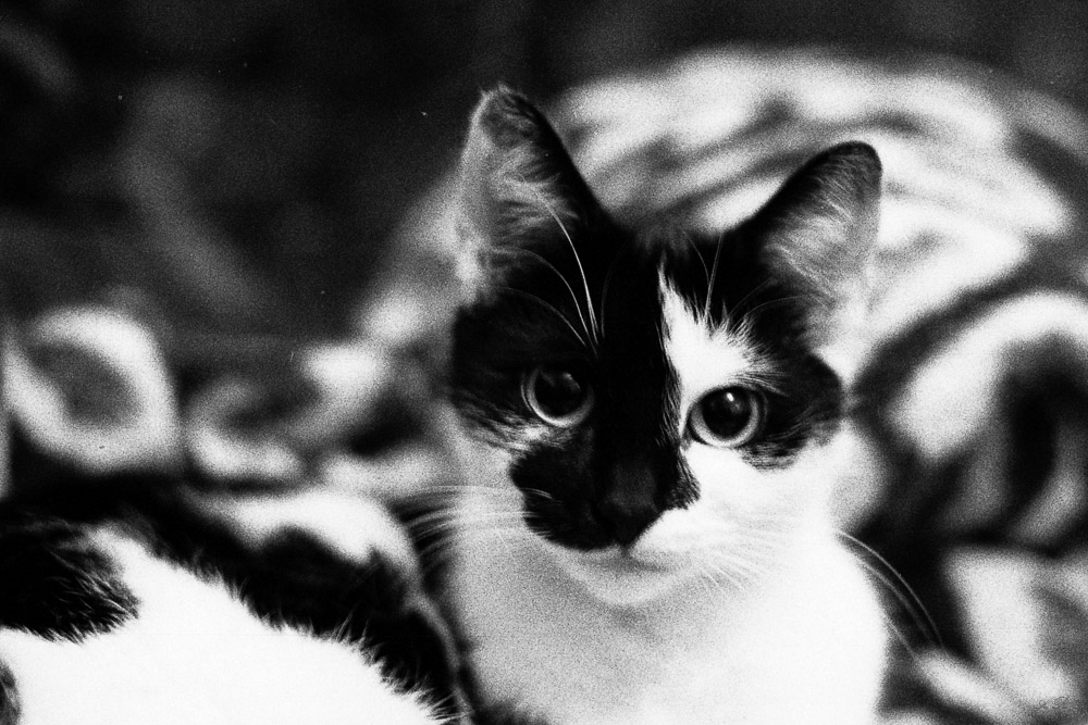 Katze
