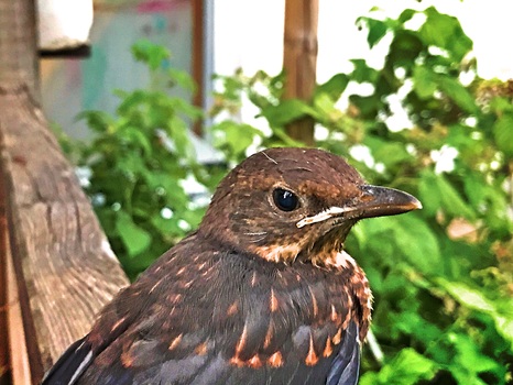Nestverweigerer