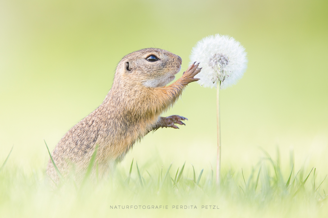 *Blowball*