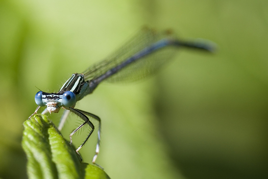 Libelle
