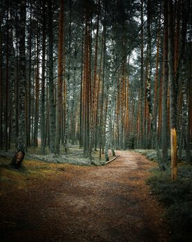 Lettlands Wald