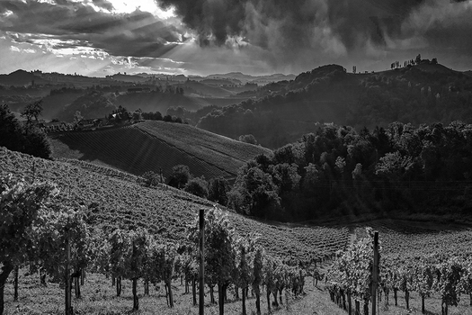 _im Weinberg