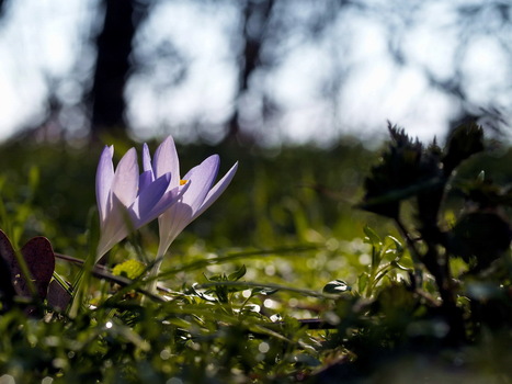 Naturerwachen