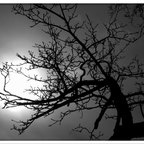 der Sonne entgegen