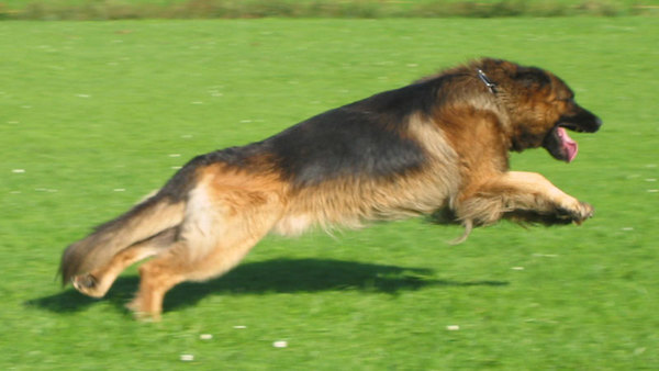 Giacomo