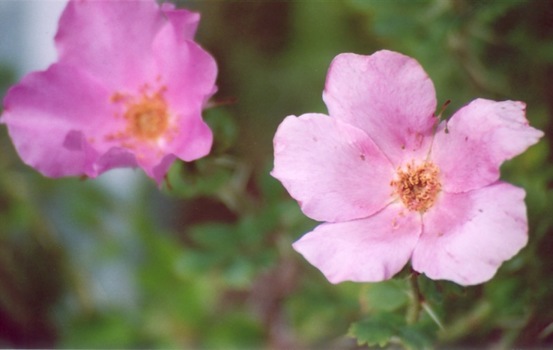 Rosen