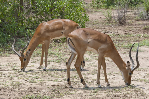 Impala Böcke