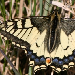 nur ein crop von einem 70–210 bei 210 mm und f 10