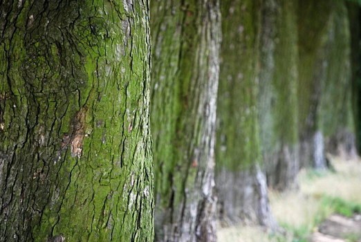 Bruder Baum