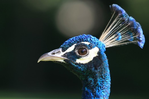 Pfau