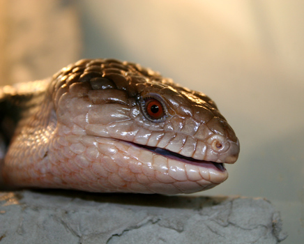 unser kleiner drache