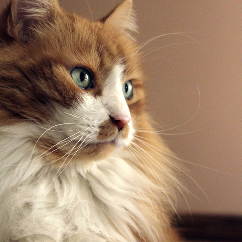 Main Coon
