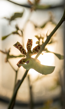 Orchidee im Gegenlicht